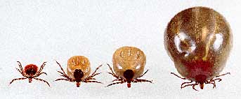Deer Tick Engorged Series